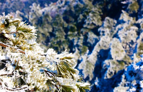 Snow pine tree grain