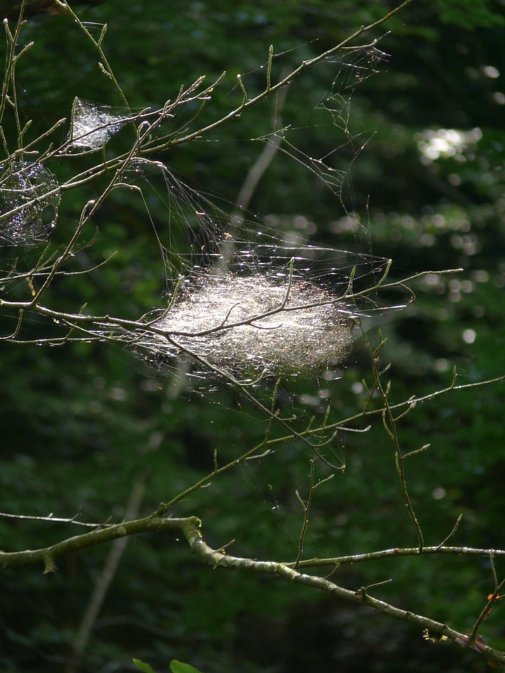 Spider webs forest trees
