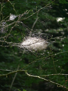 Spider webs forest trees
