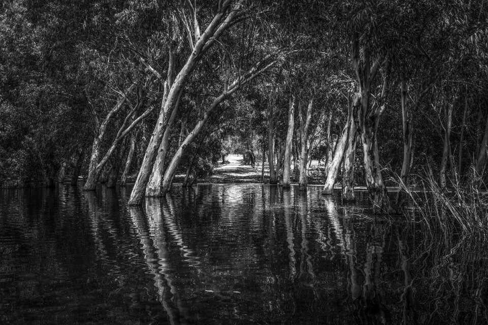 Trees reflections nature