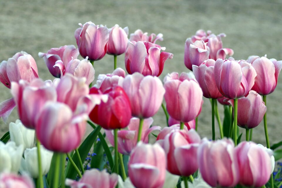 Garden flowerbed spring