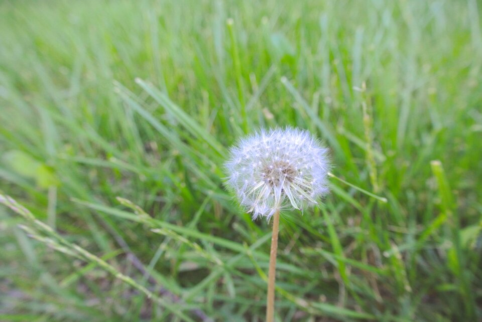 Nature spring