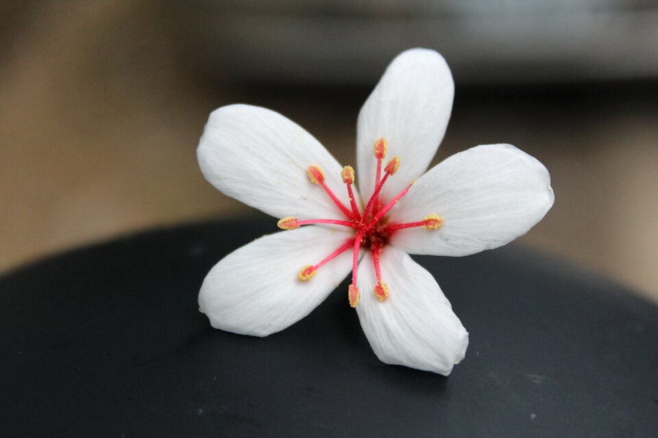 Tung flowers may taiwan