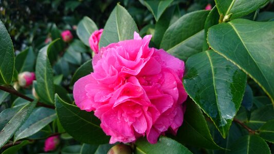Debbie flowering