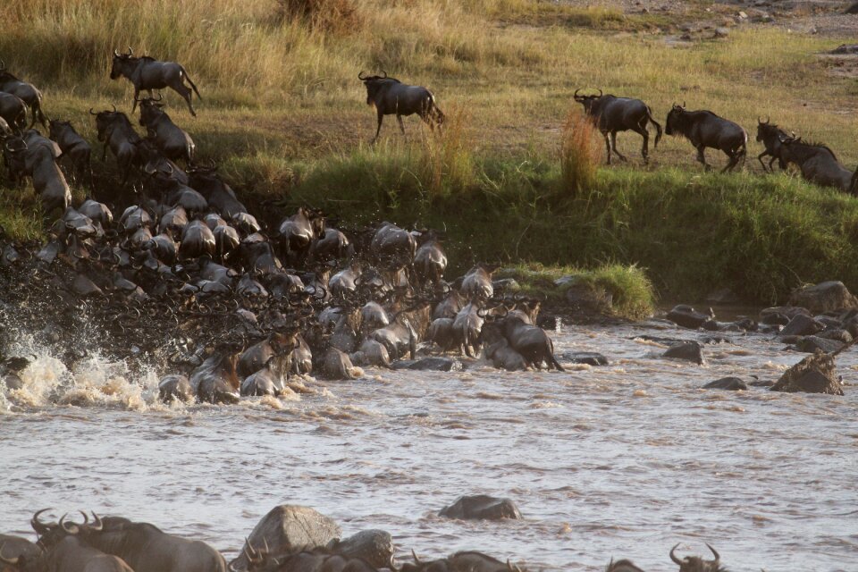 Migration kenya africa