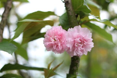 Cherry blossom association spring gardening pond river tileable culture expo park