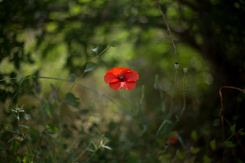 Flower wild spring