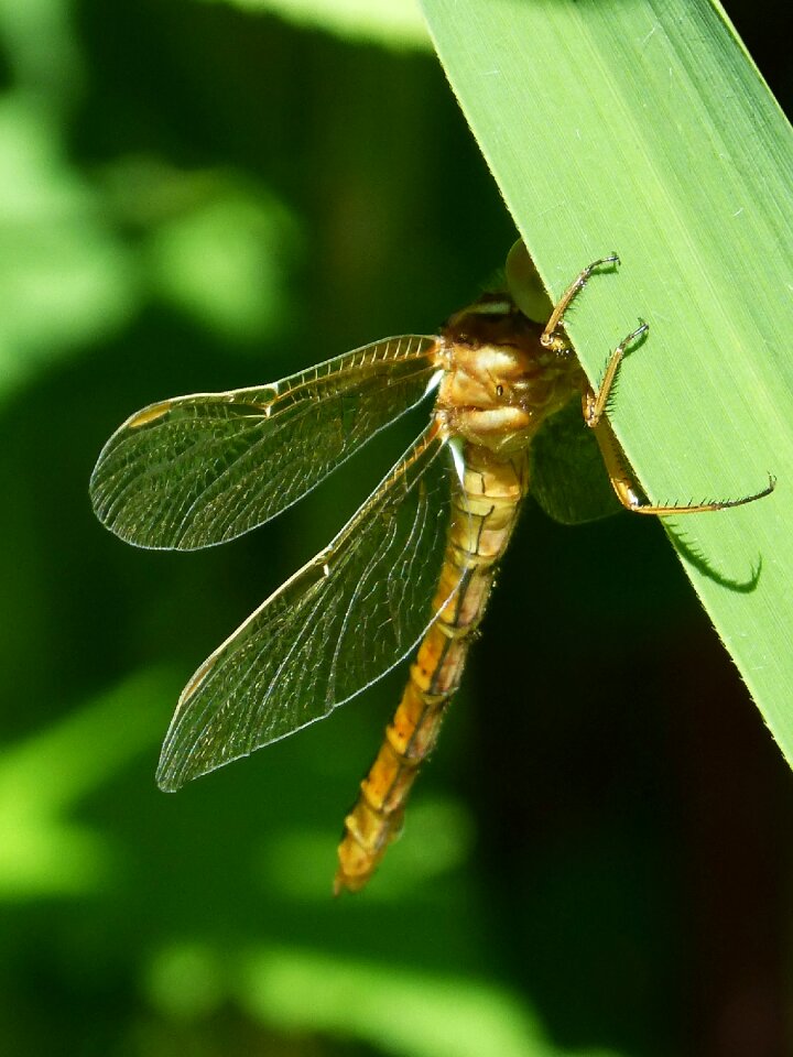 Sympetrum meridionale leaf hide
