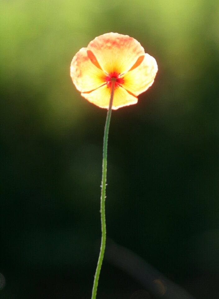 Petals nature spring
