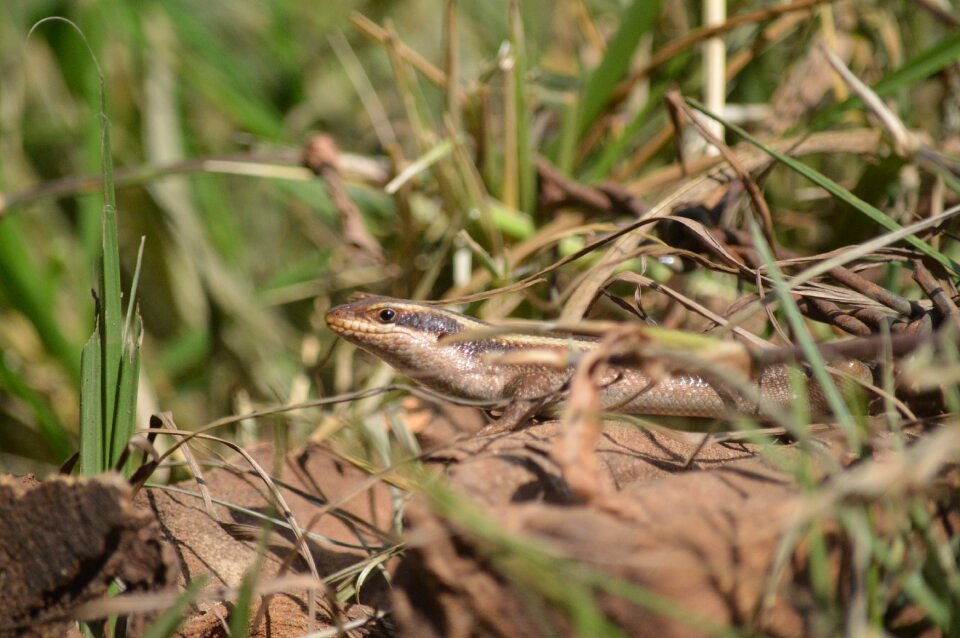 Nature reptile
