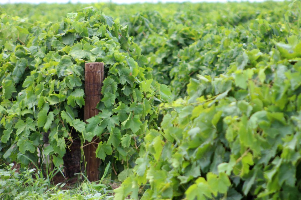 Vine agriculture vineyard