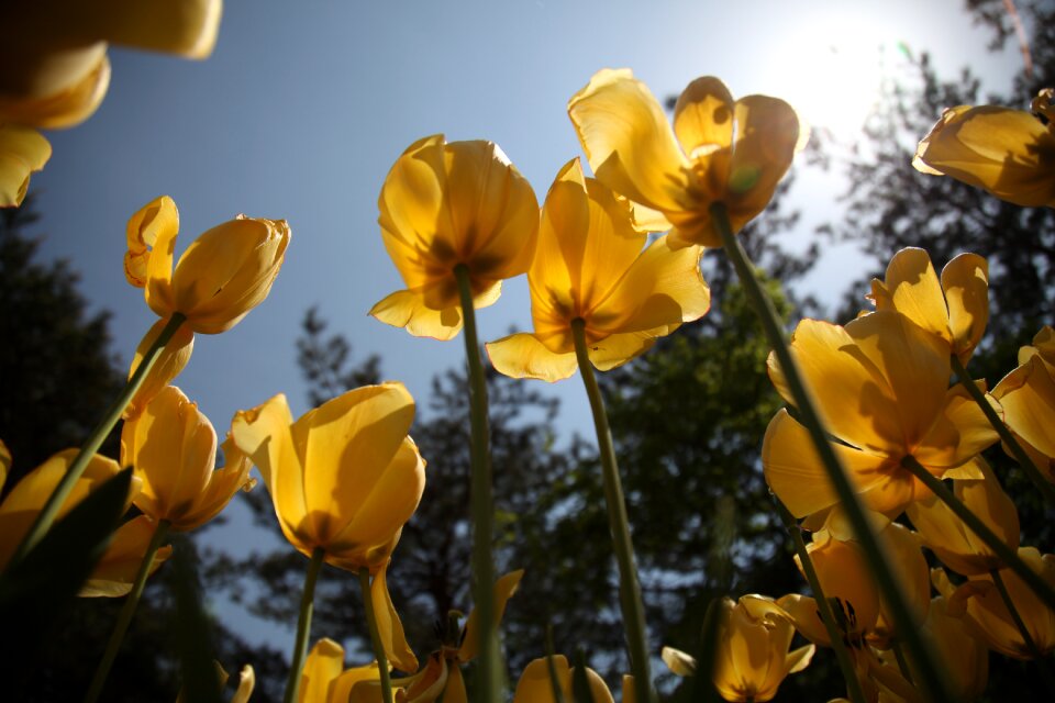 Nature garden arboretum