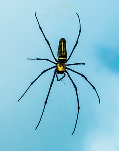 Spider web close up photo
