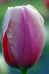 Violet macro rosa