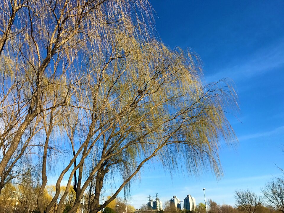 Zhongguancun willow spring - 2017-3-13-02