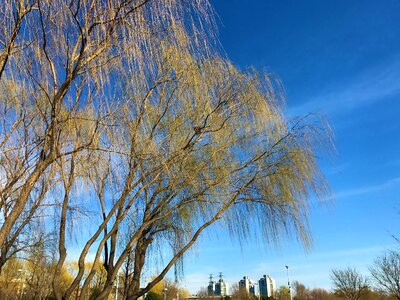 Zhongguancun willow spring - 2017-3-13-02