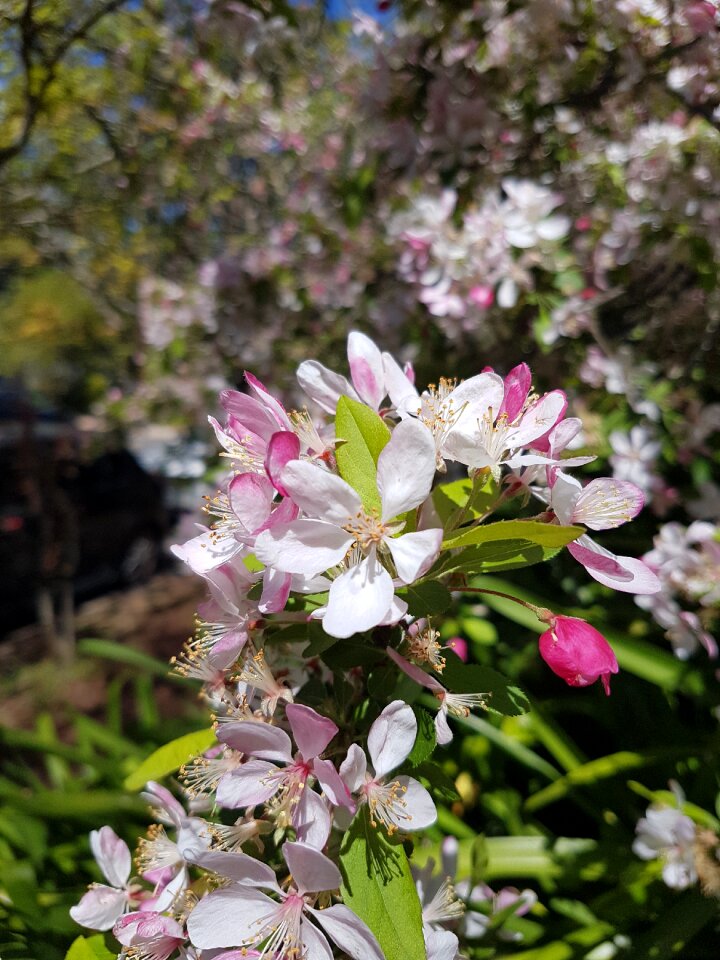 Floral blossom focus