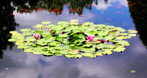 Pond water foliage