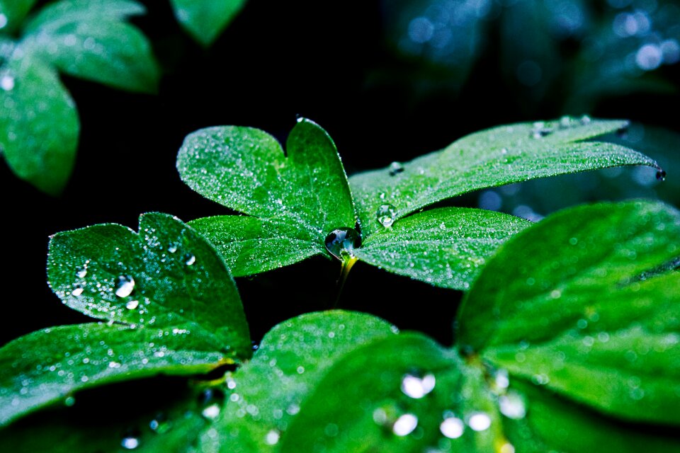 Leaf rain