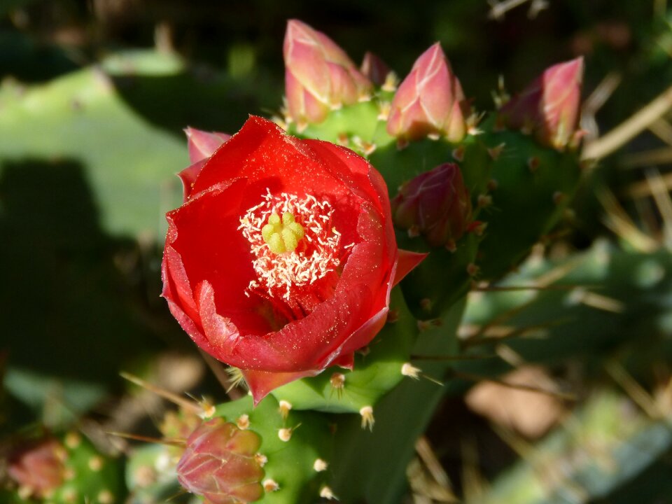 Shovels flower cactus flower