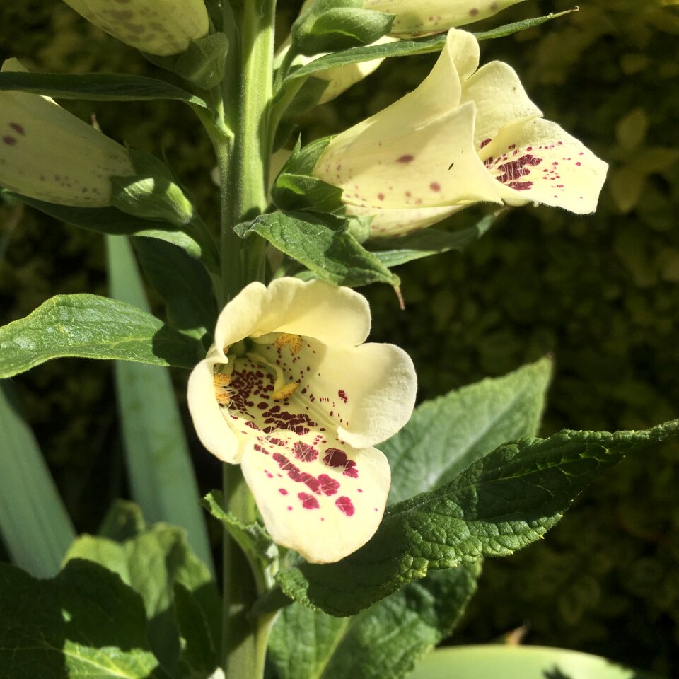 Dalmatian foxglove dalmatian white poisonous