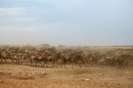Migration kenya africa photo
