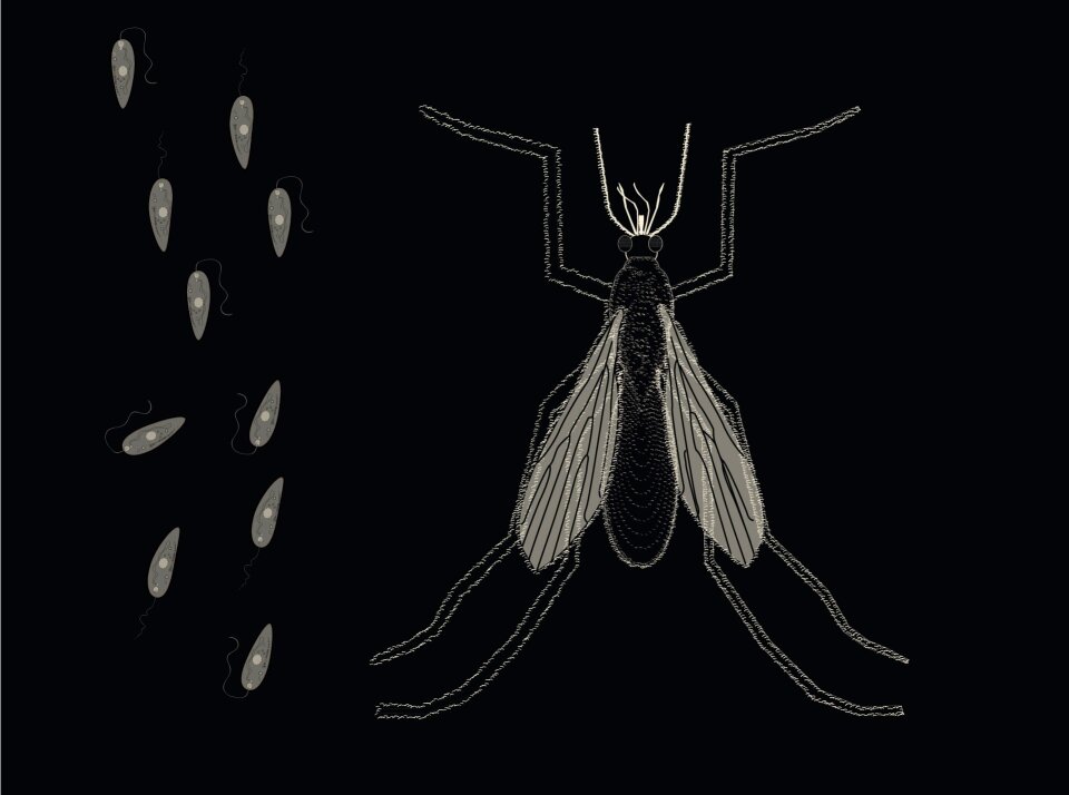 Biology protozoa disease leishmania