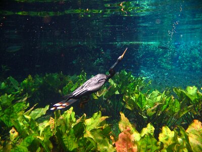 Brazil beautiful aquatic plants