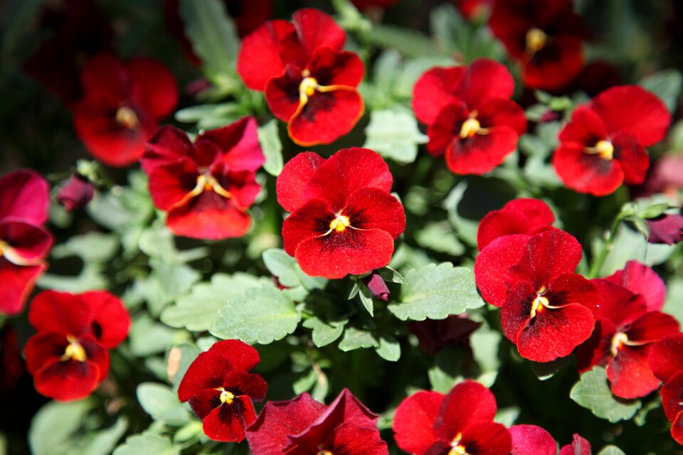 Nature garden arboretum