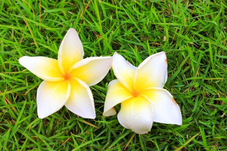 More information fragrapanti white flowers photo