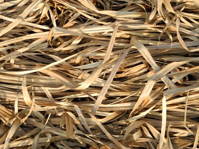 Dry grass autumn nature photo