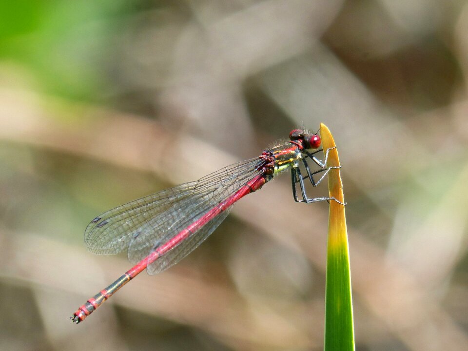 Flying insect pyrrhosoma nymphula wetland