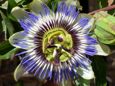 Passion flower detail beauty photo
