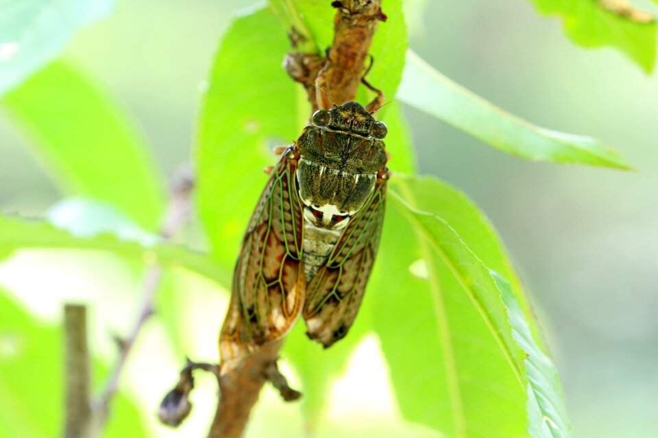 Insects abstract arboretum
