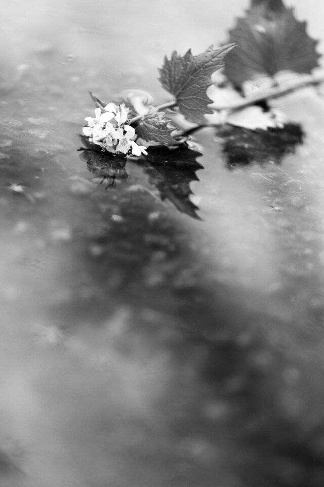 Water nature