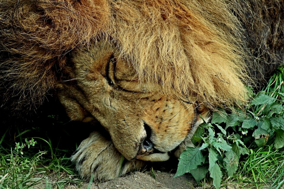 Sleeping lion lion calming photo