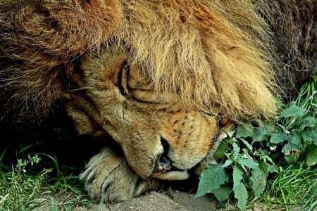 Sleeping lion lion calming photo