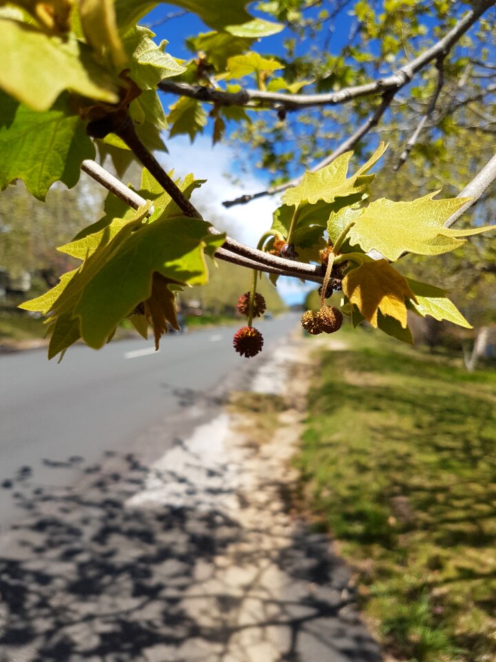Autumn winter shadow