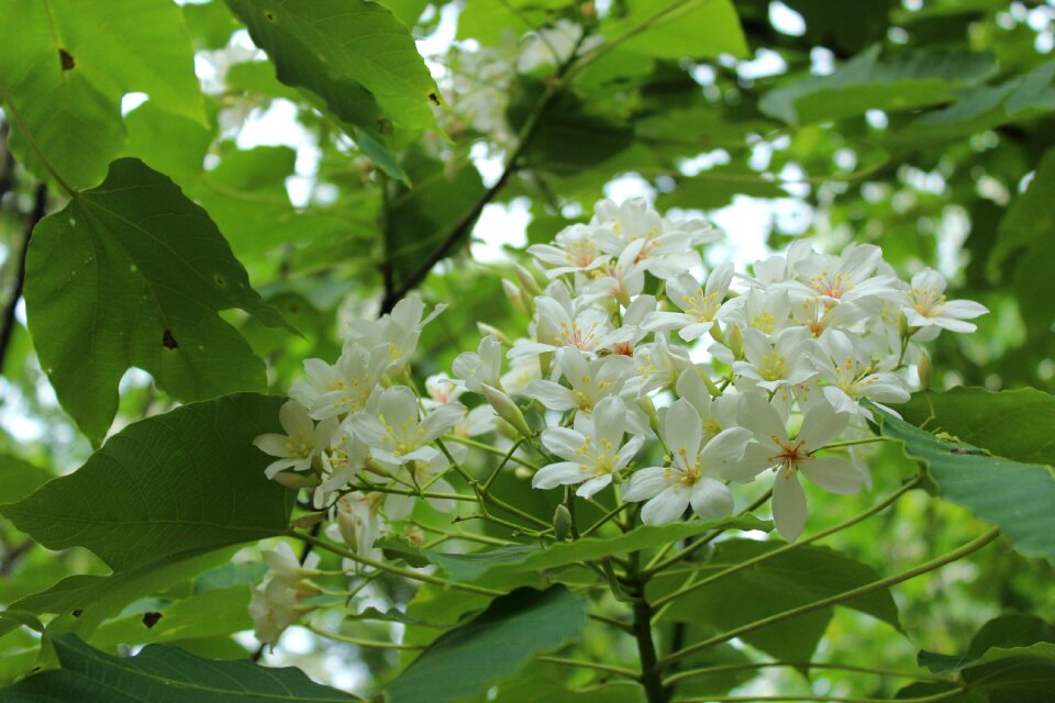 Tung flowers wu yuexue may