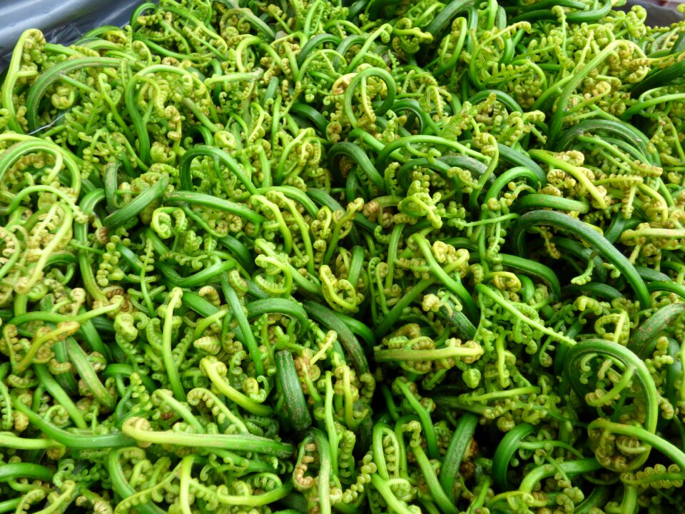 Plant green green market