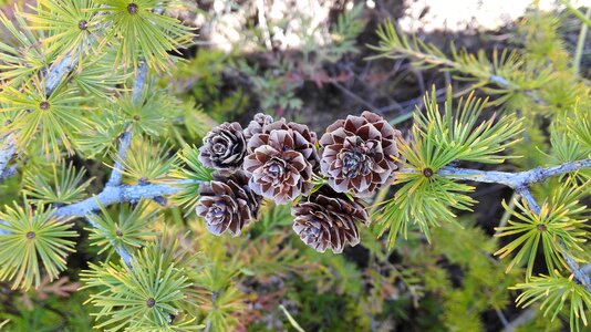 Pine cone namdaemun autumn photo