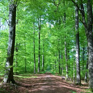 Green forest path trail photo