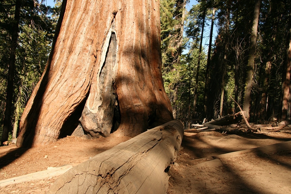 Yosemite park natural