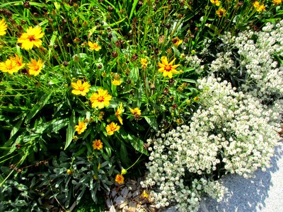 Garden ground cover bed photo