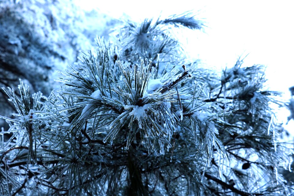 Snow pine tree grain