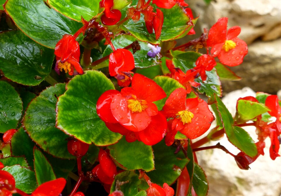 Nature plant blossom