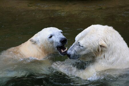 Bear fur polar