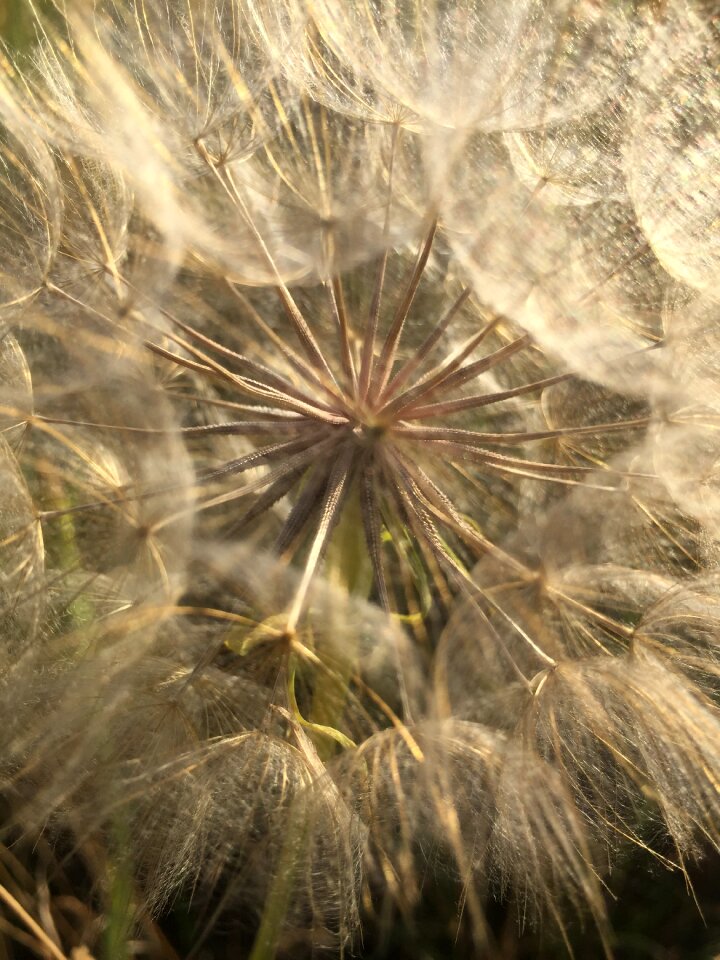 Flying seeds background seasons