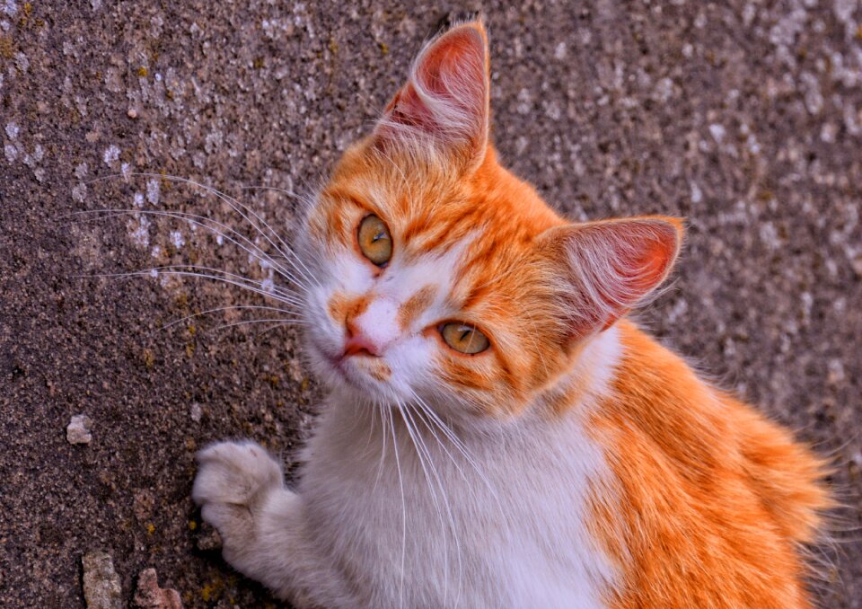 Pets domestic feline look
