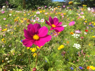 Garden english nature